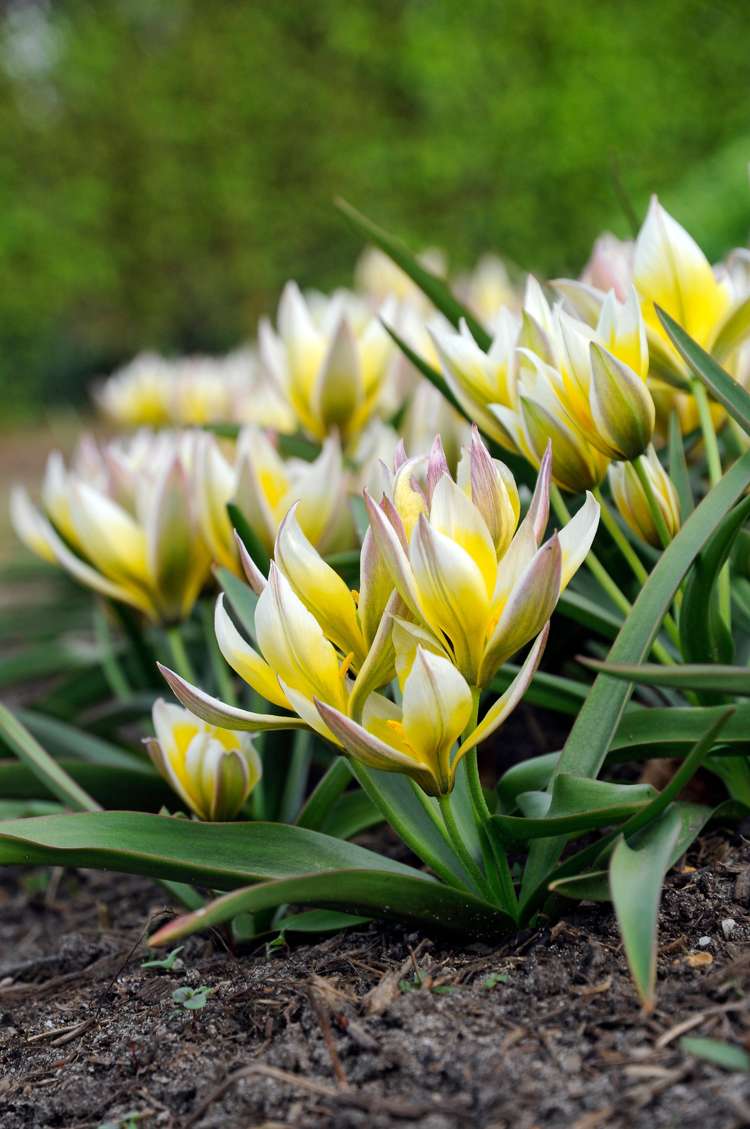 Botanisk Tulpan 'Turkestanica'